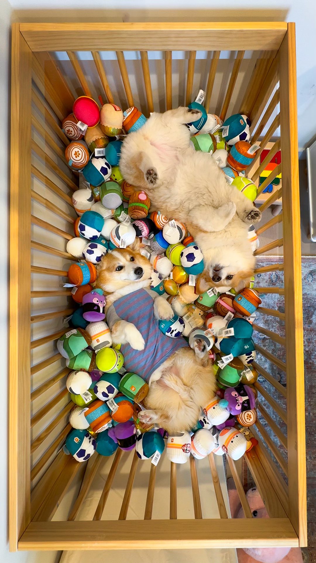 Instagram post by @madmax_fluffyroad for PetSmart. Caption reads: The road to Chonkfest has begun, and Chew Mees by....