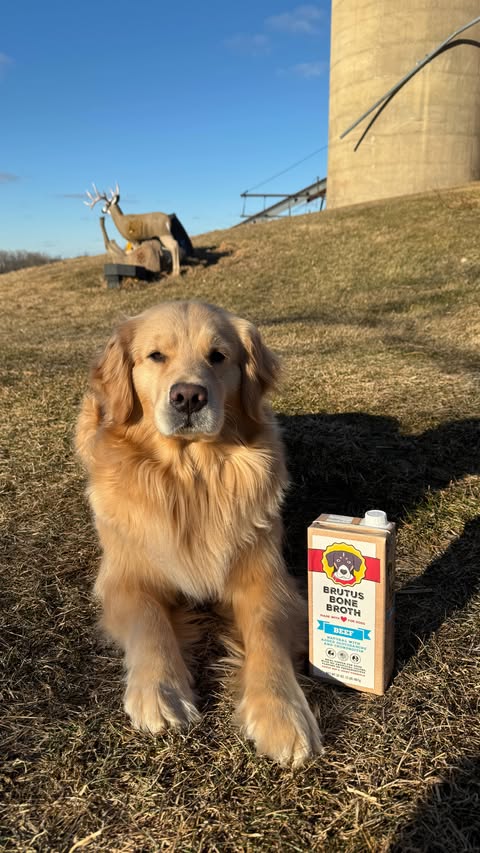 Instagram post by @madisonsvetz for Brutus Broth. Caption reads: @brutusbroth has quickly become a sheelagh [...].