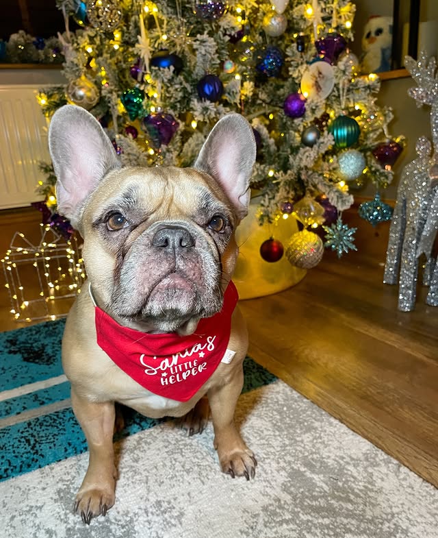 Instagram post by @prettypennyandindy for Fur the Love of Toys. Caption reads: Reporting for Santa Paws duty 🫡 and definitely....