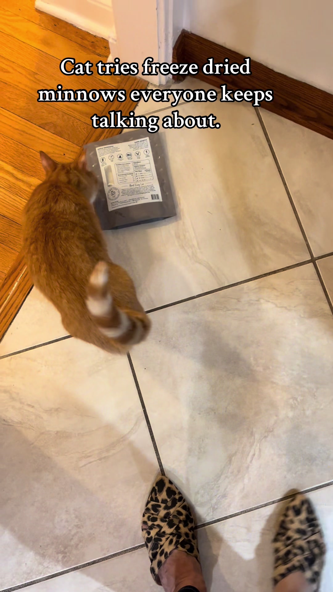 TikTok post by @catchycats for King Lou. Caption reads: [...] & dogs. #cattreat #pettreat #minnows....