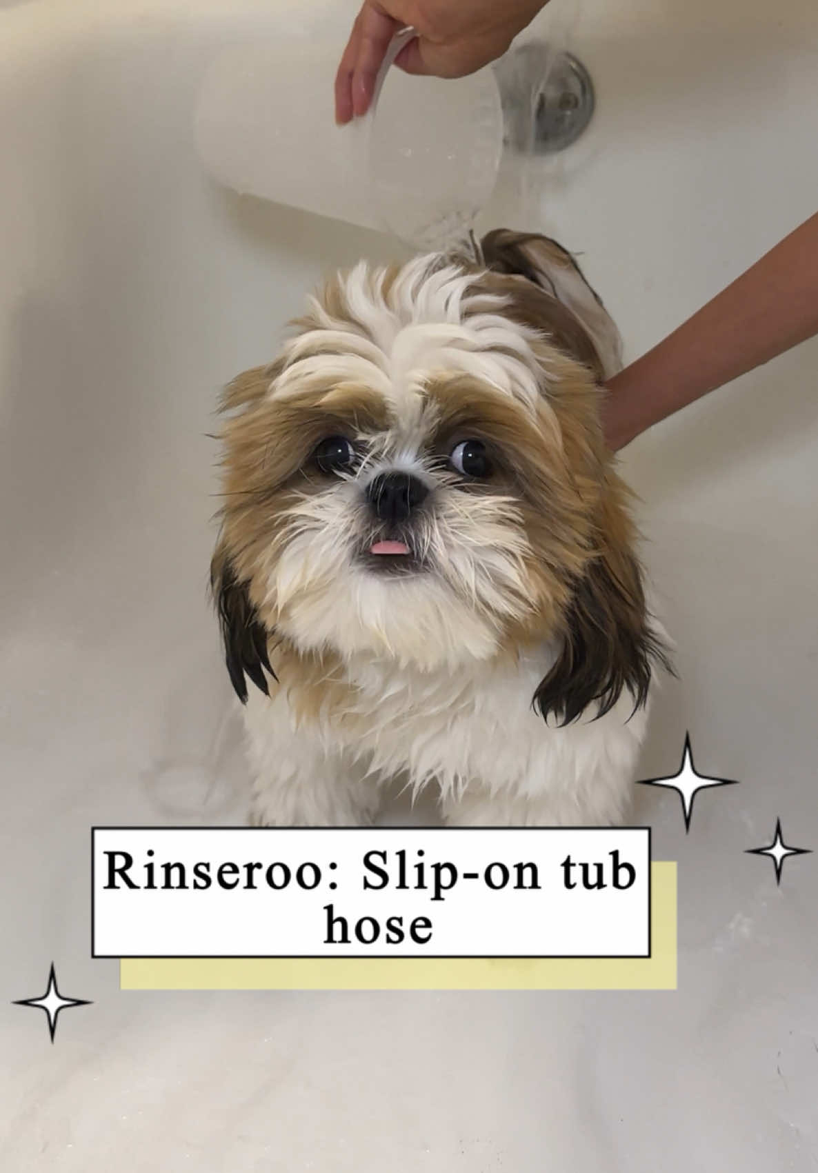TikTok post by @chester.shihtzu for Rinseroo. Caption reads: [...] no mess, just easy bath time 🚿🐶 @Rinseroo™....