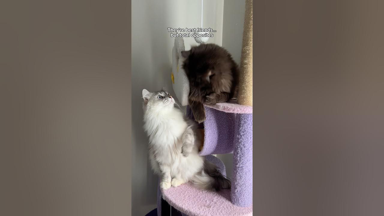 YouTube post by @freyathesiberian for Wellness Pet Food. Caption reads: [...] Freya & Teddy ❤️ Link in bio....