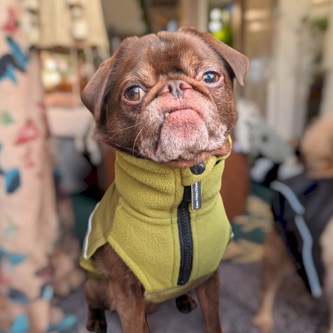 Instagram post by @kingchillithepug for BullyBillows. Caption reads: We’re going out in full @bullybillows gear, and....