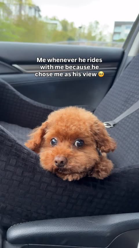 Instagram post by @torothetoypoodle for Petsfit. Caption reads: [...] ☺️🤎 Been loving our new car seat from....