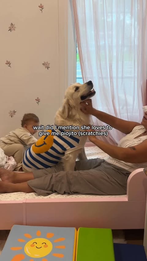 Instagram post by @goldenchilaquil for Open Farm Pet. Caption reads: When abuelita visits, Chilaquil pretends he’s....