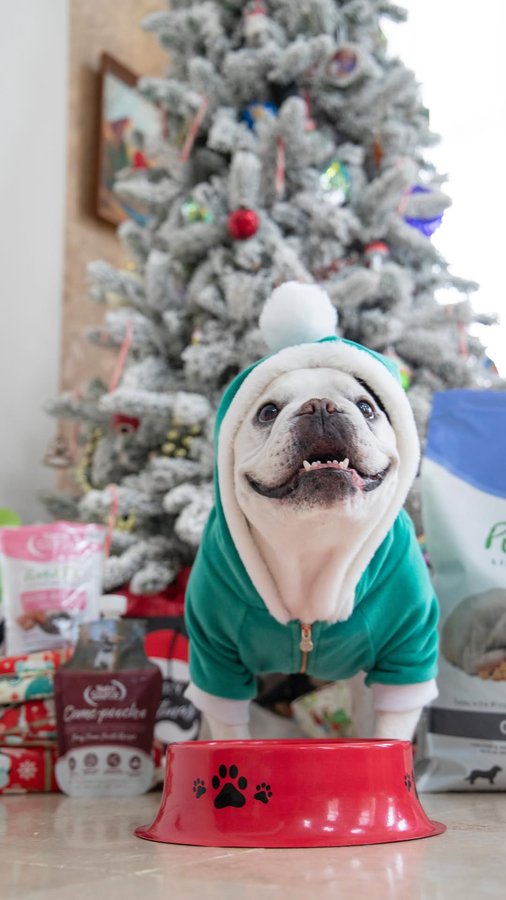 Instagram post by @mallowfrenchie for NutriSource Pet Foods. Caption reads: IT’S #CHRISTMAS!!!🎄🎅🏼 and waking up to my....