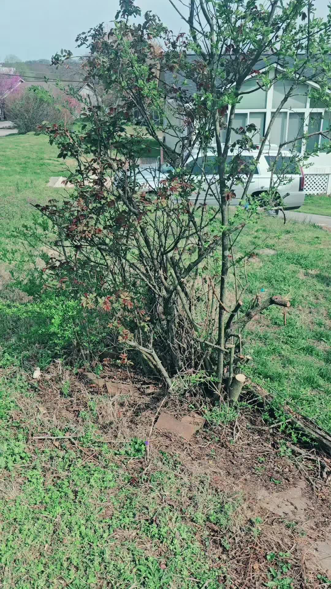 TikTok post by @shauneetaylor for Smartsaker. Caption reads: the neatest little tool @Smartsaker #yardwork....