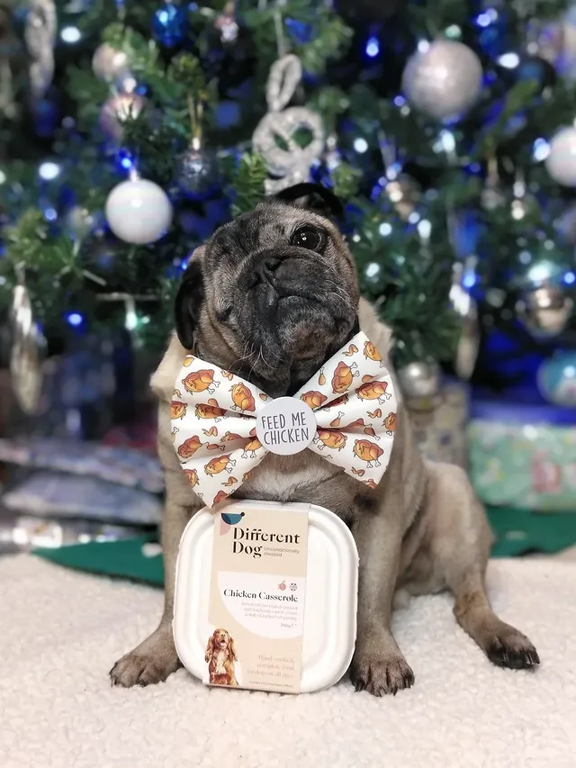 Instagram post by @lilrascalpug for Frankys Bowtique. Caption reads: [...] of incorporating @differentdog with....