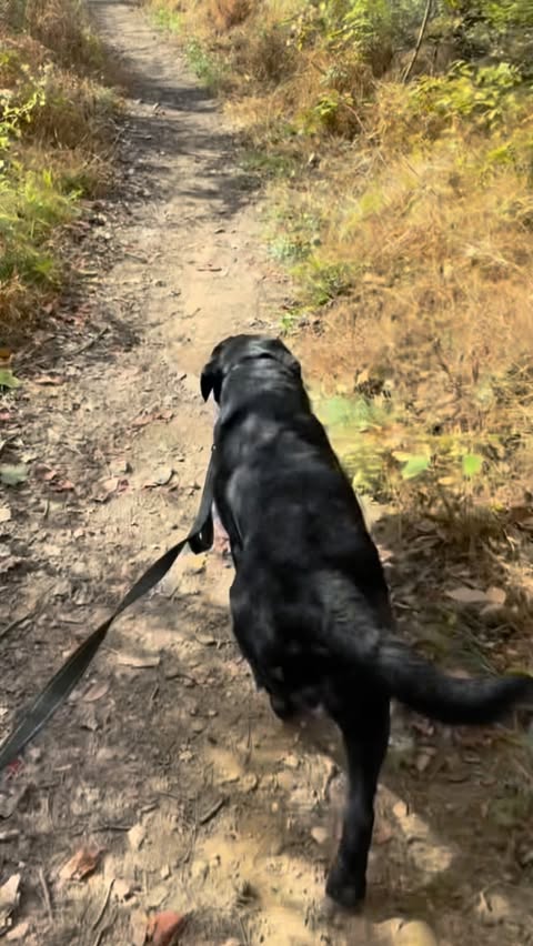 Instagram post by @remi_and_walter for Solid Gold Pet. Caption reads: Walter doesn’t slow down, so his nutrition can’t....