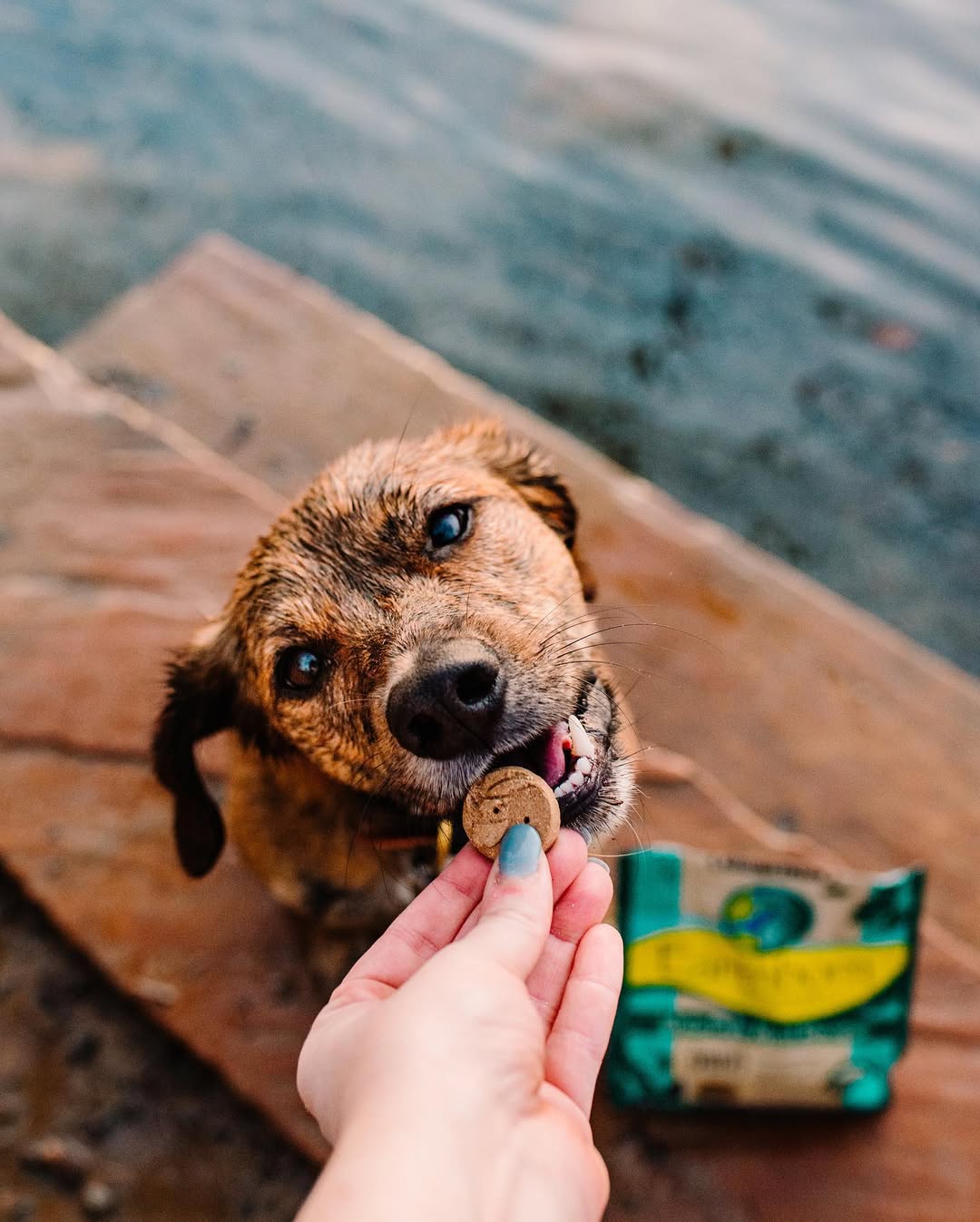 Instagram post by @tahoepup for Earthborn Holistic Pet Food. Caption reads: Celebrating Earth Day with a treat and a purpose....