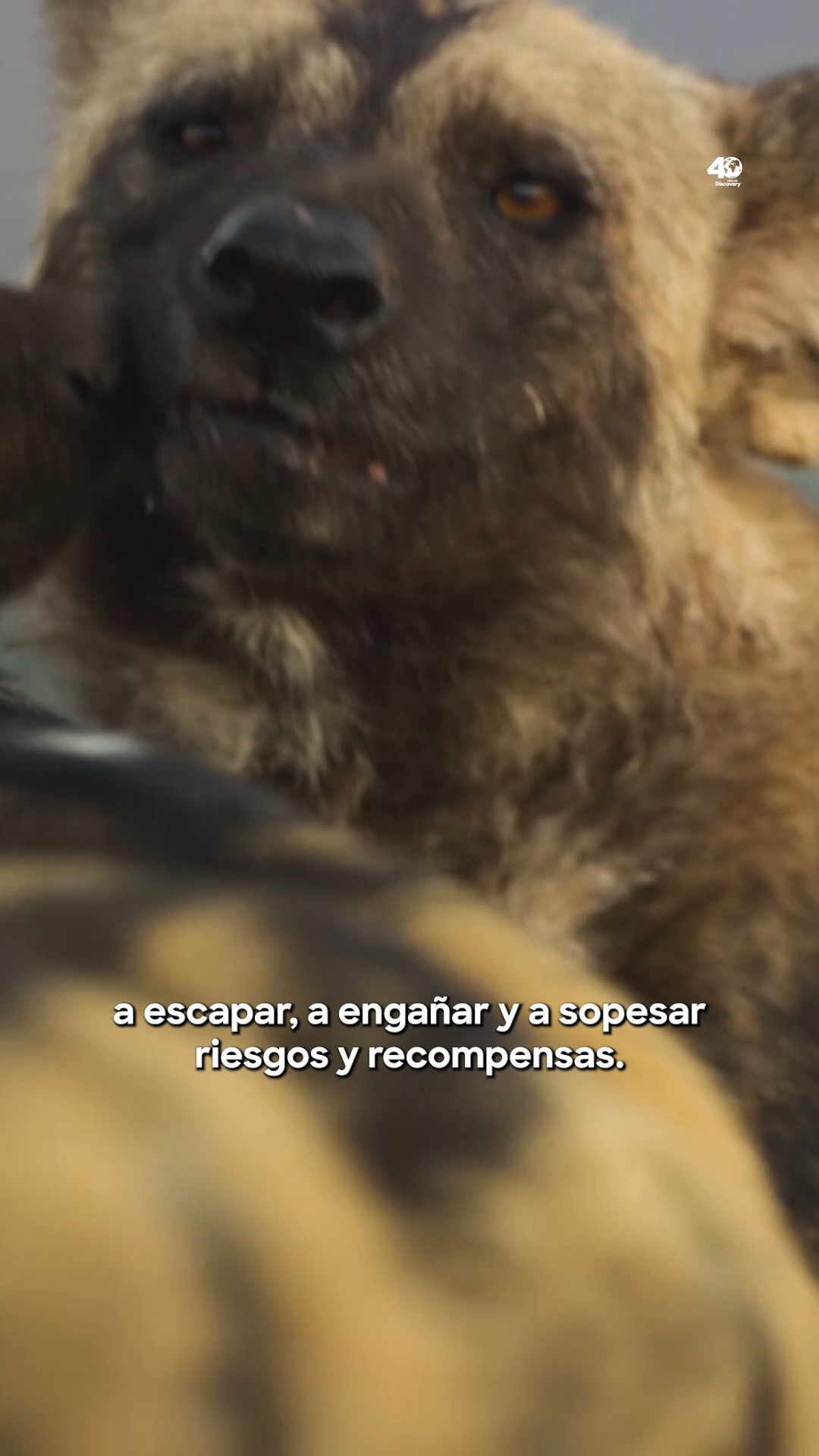 Instagram post by @ponchohd for Discovery. Caption reads: Nuevos episodios y nuevas aventuras increíbles de....