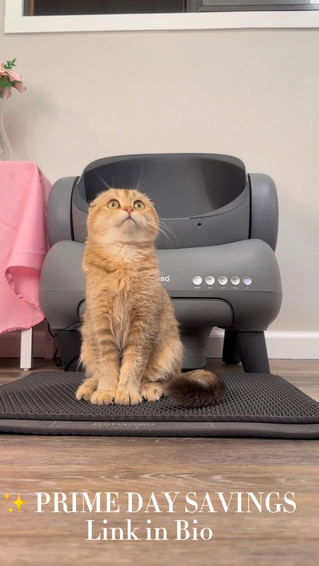 Instagram post by @sakura.thescottishfold for Neakasa. Caption reads: ✨ PRIME DAY DEAL ✨

Okay.. I have to talk about....