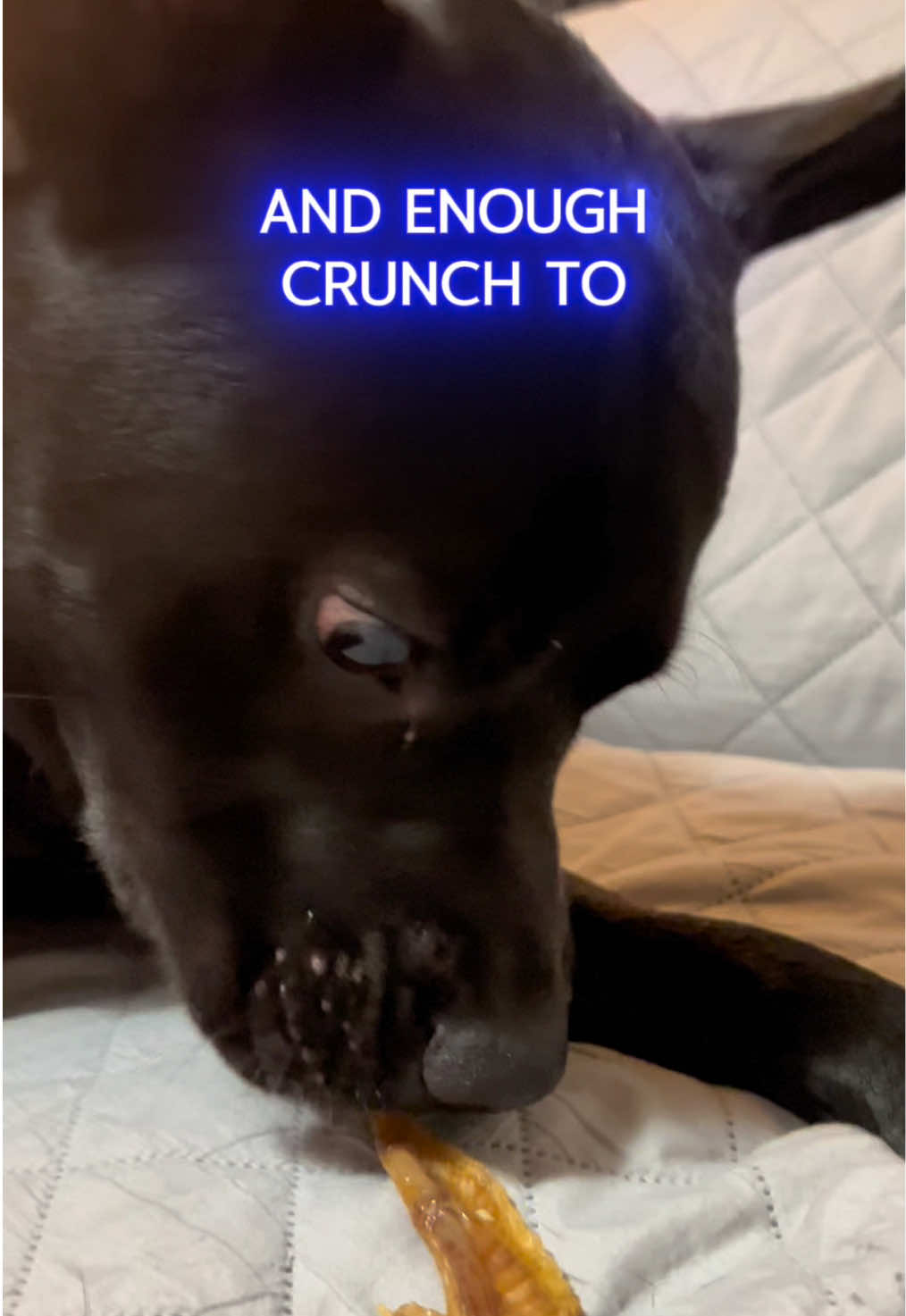 TikTok post by @hybrid_bully for King Lou. Caption reads: [...] lie when it comes to snacks, and these @King....