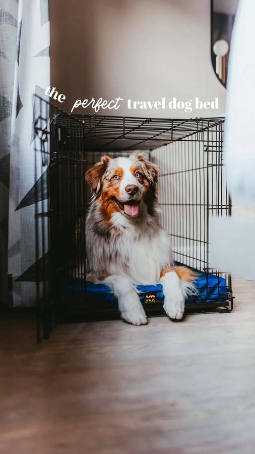 Instagram post by @ourwildaussies for K9 Ballistics. Caption reads: your search for the perfect travel dog bed is....