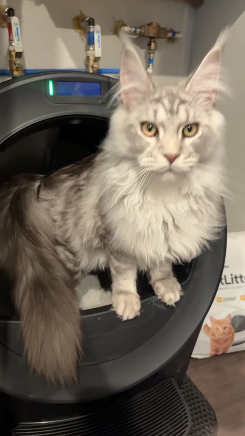 Instagram post by @laneychoboy for Litter-Robot by Whisker. Caption reads: My cat is officially living better than me 😂🐱....