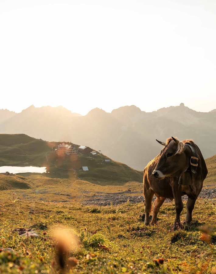 Instagram post by an influencer for ALPIN - Das Bergmagazin. Caption reads: „it‘s so pretty out here“ 😍 cows, mountains and a....