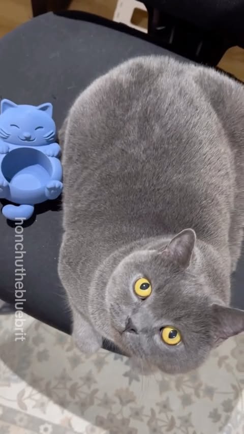 Instagram post by @honchuthebluebrit for Bambu Lab. Caption reads: [...] every cat parent needs using the Bambu Lab....