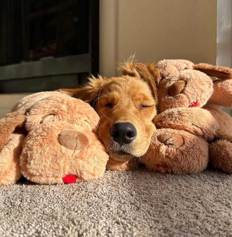 Instagram post by @otisgoldenboy for Snuggle Puppy. Caption reads: [...] 🔎 #ad #gifted @pupfluence....