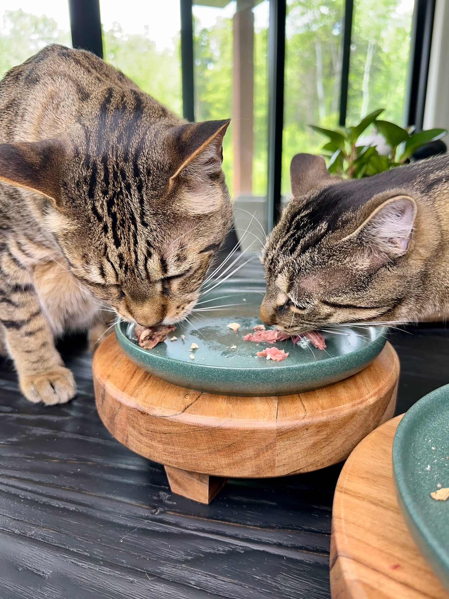 Instagram post by @dexterboycat for BIG COUNTRY RAW. Caption reads: Time to eat ☺️🧡

Dex and Felix are sharing a....