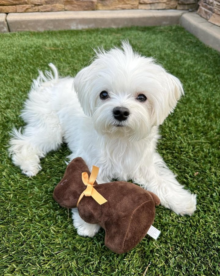 Instagram post by @mochifloof for PupBox. Caption reads: Inquiring minds want to know, do you get treats....