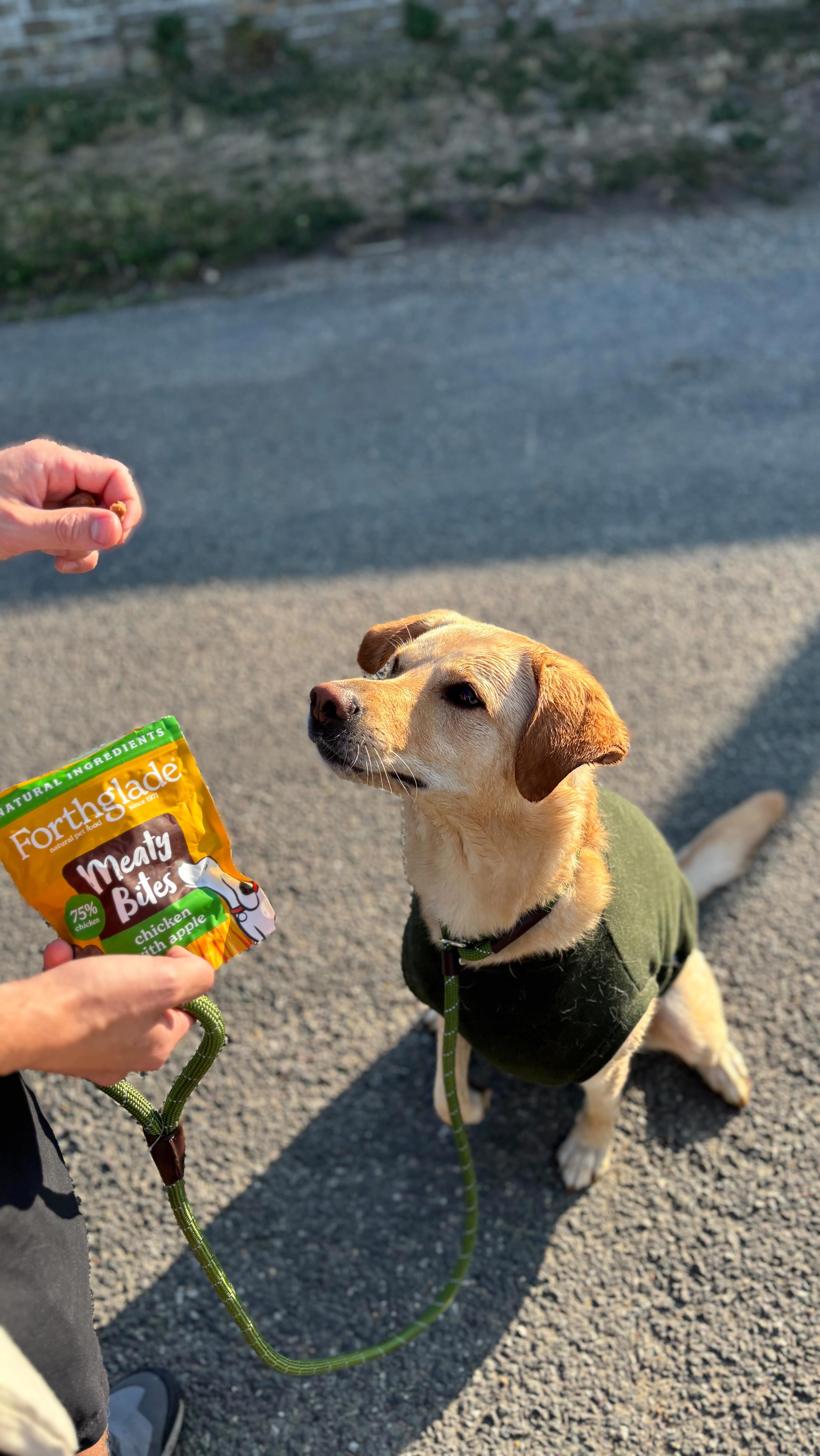 Instagram post by @travelbysunlight for Forthglade. Caption reads: The best boy 🥹

There is nothing we love more....