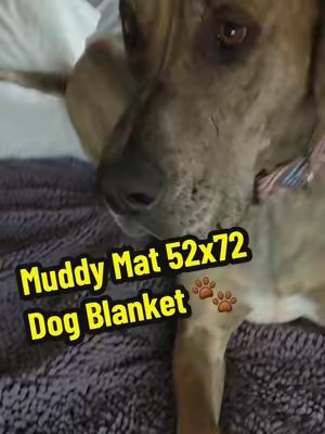TikTok post by @kingleothegreatdane for Muddy Mat. Caption reads: @Muddy Mat dog blanket 🐶The best yet for muddy....