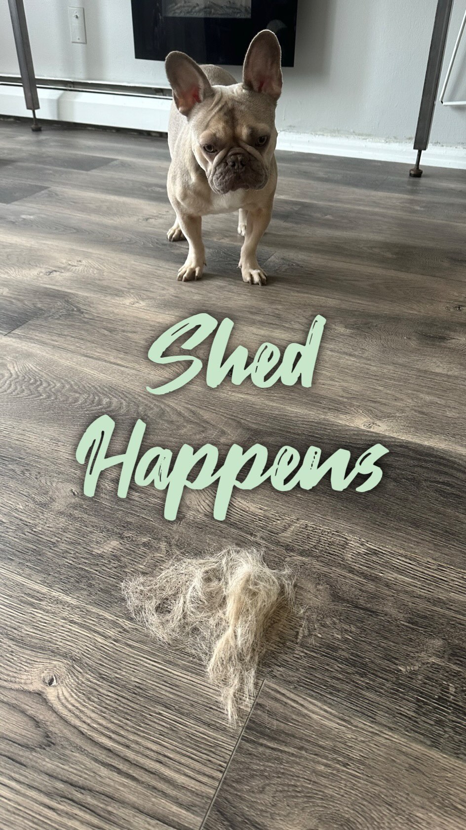 Instagram post by @daria.and.zoe for Neakasa. Caption reads: Dog moms, let’s talk grooming hacks 🐾✂️

Whether....