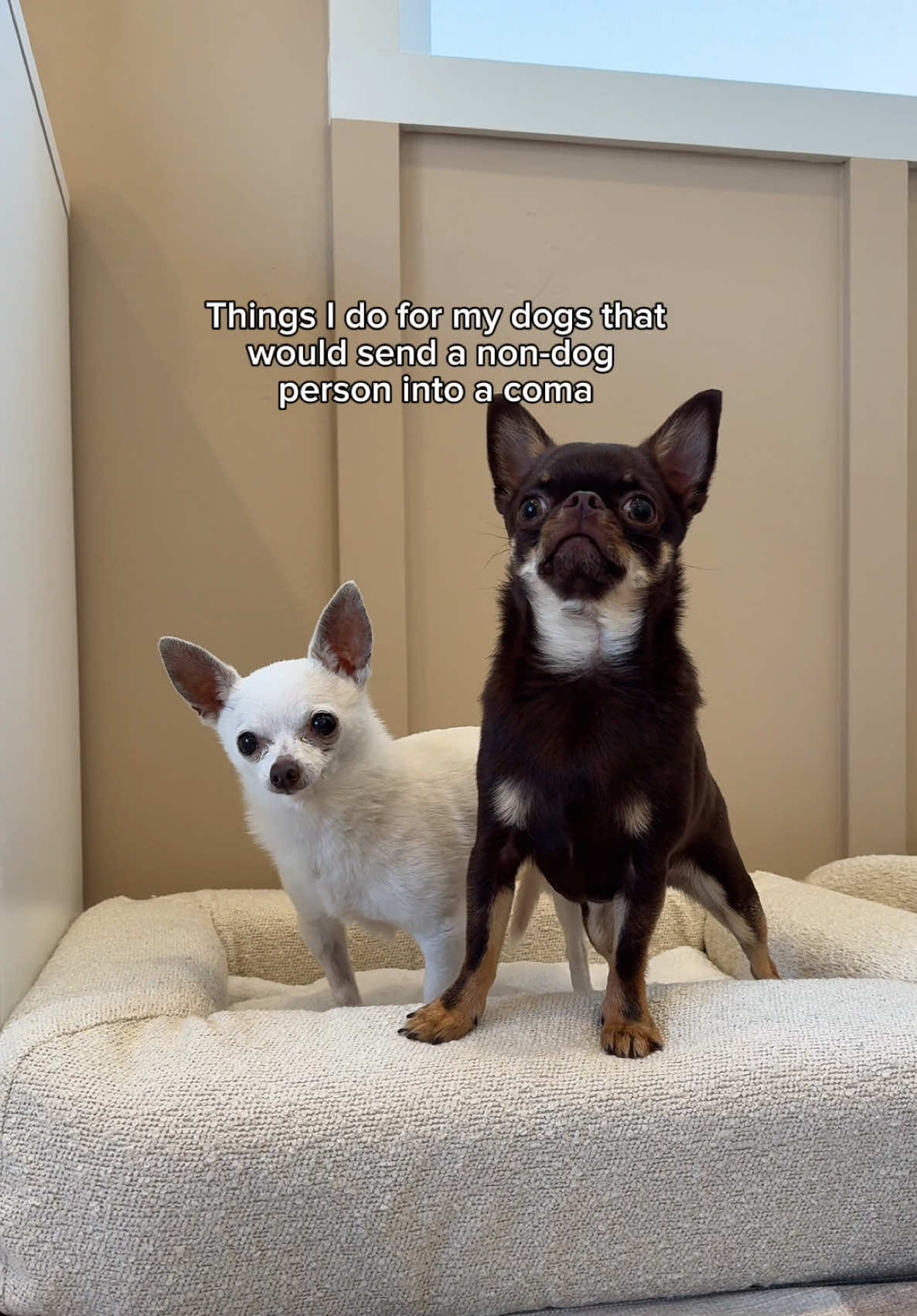 TikTok post by @thestadlerfam for Native Pet. Caption reads: Call me extra, but I’m doing EVERYTHING I can to....