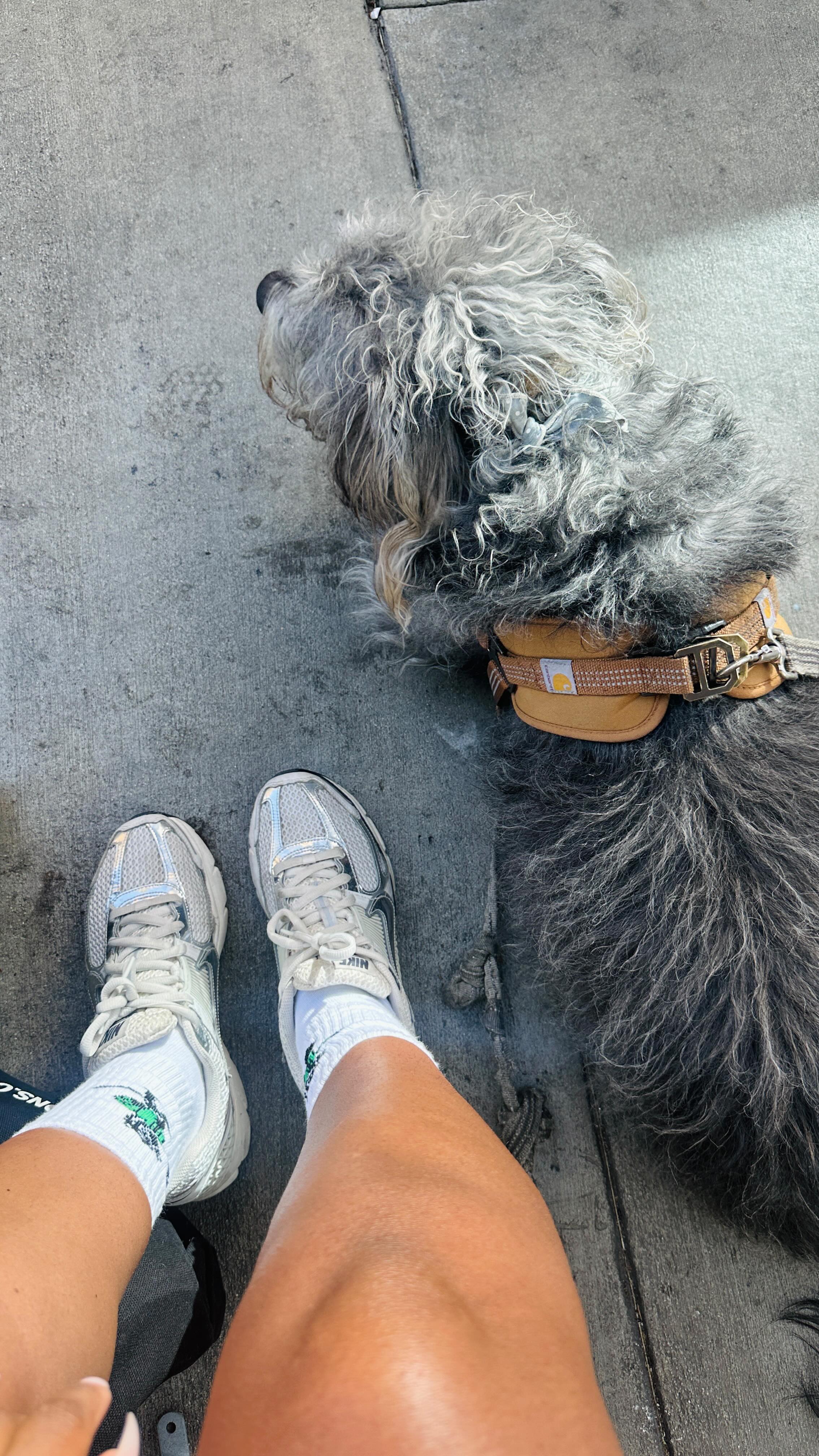 Instagram post by @justaddhotsauce for Cesar Italia. Caption reads: #ad Grey is a @cesarcuisine ambassador! this is....