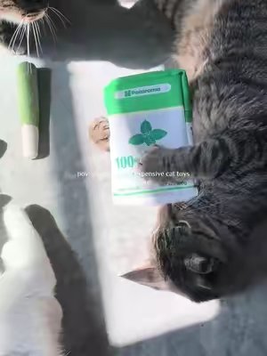 TikTok post by @kittensofthecorn for Potaroma. Caption reads: [...] money on other toys, all they want is....
