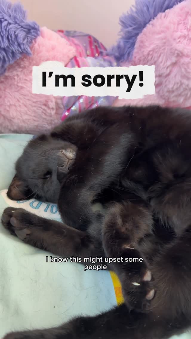 Instagram post by @kit.has.cats for KatKin. Caption reads: Cats aren’t meant to spend all day just eating and....