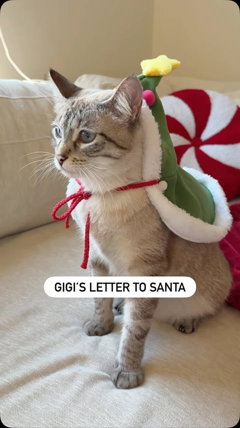 Instagram post by @gigixmeow for Wellness Pet Food. Caption reads: [...] this year is more of her favorite....