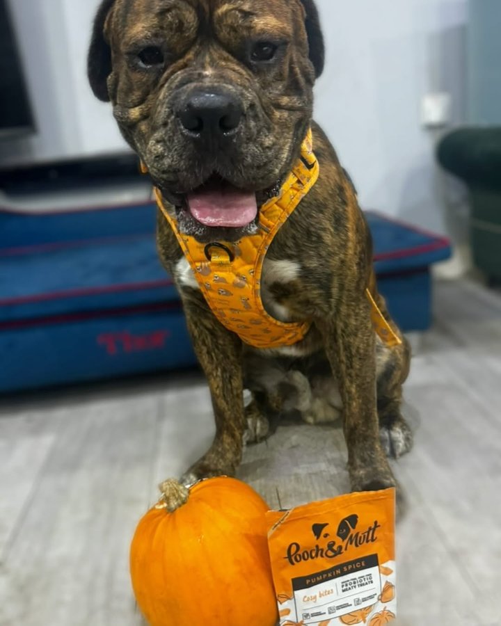 Instagram post by @loki_the_bear__ for Pooch and Mutt. Caption reads: 𝐇𝐚𝐯𝐞 𝐲𝐨𝐮 𝐭𝐫𝐢𝐞𝐝 @poochandmutt 𝐧𝐞𝐰....