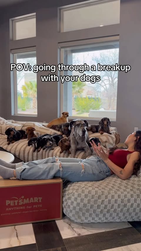 Instagram post by @yunabugs for PetSmart. Caption reads: The Weens approve of this breakup 😏 @PetSmart #ad....