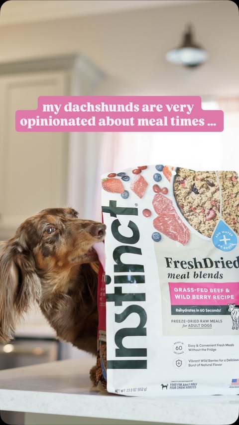 Instagram post by @charlie_chance_dappledoxies for Instinct Pet Food. Caption reads: [...] dachshunds, that is a lifesaver! 😅....