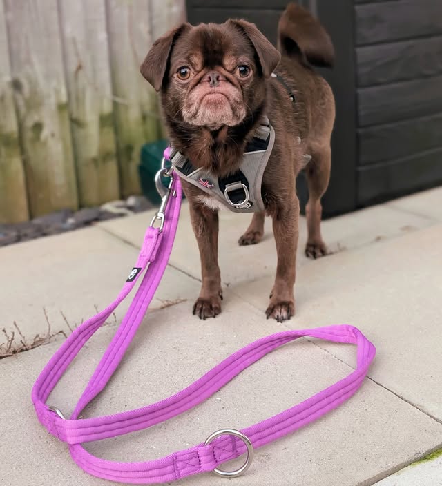 Instagram post by @kingchillithepug for BullyBillows. Caption reads: [...] I’ve upgraded the hardware. ⚙️ This....