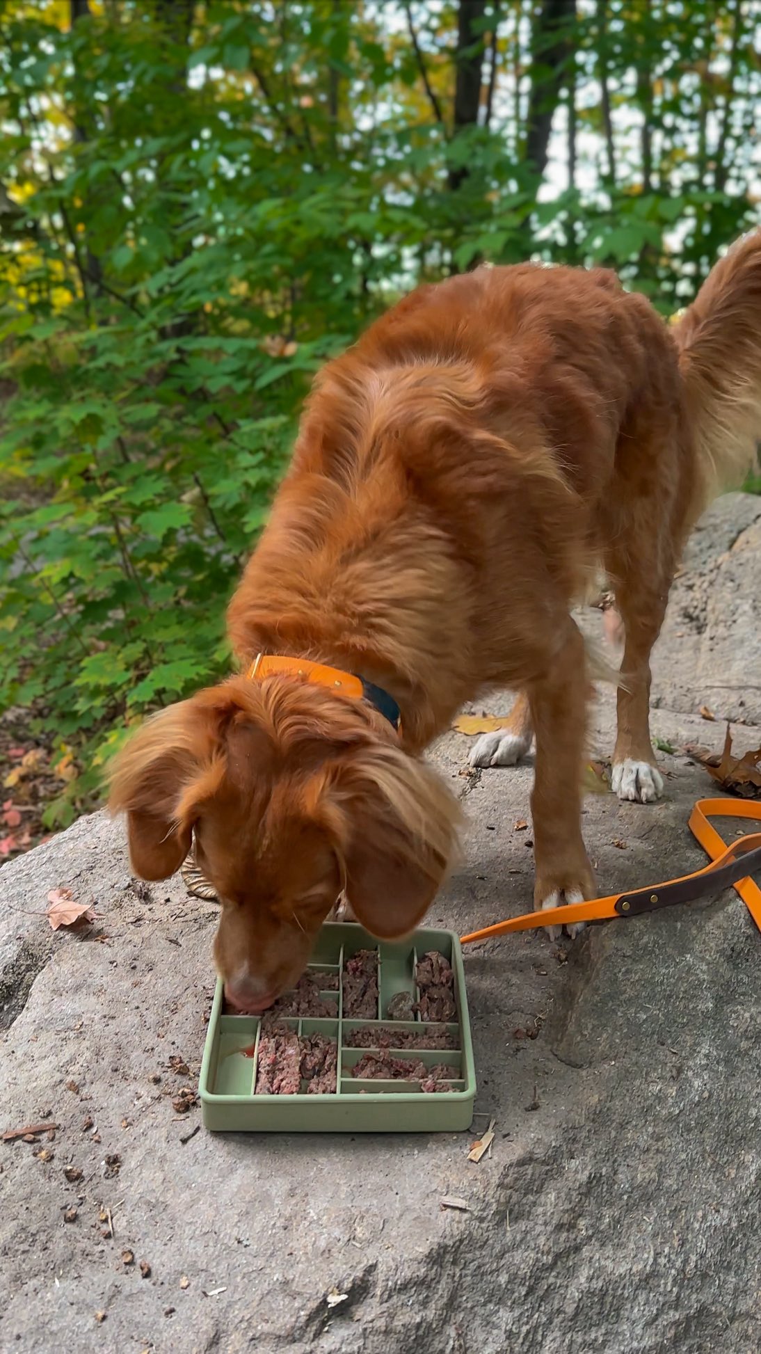 Instagram post by @hickory.dickorydog for BIG COUNTRY RAW. Caption reads: [...] raw while camping! ⛺🐾 I portion....