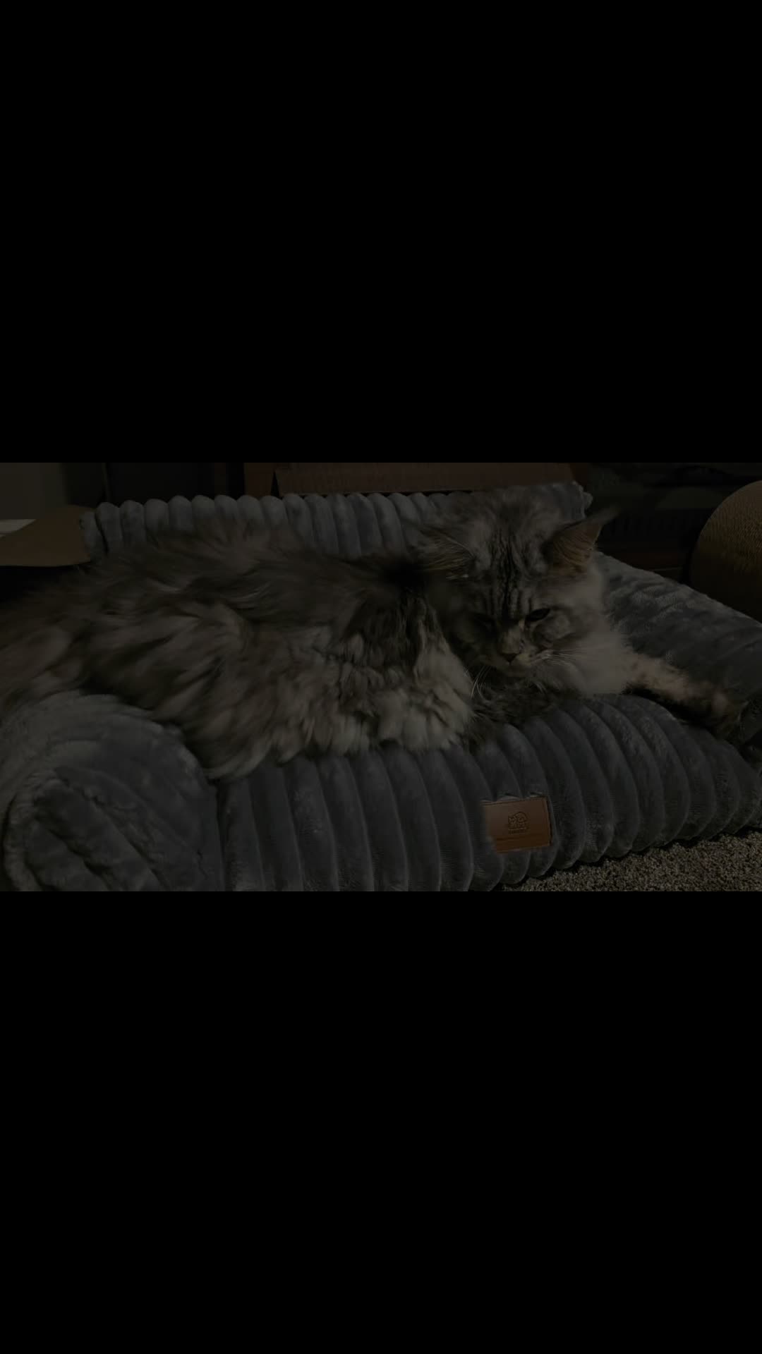 TikTok post by @little_freya1 for WeCharmer Store. Caption reads: [...] #catmusthaves #catsoftiktok @WeCharmer Store.