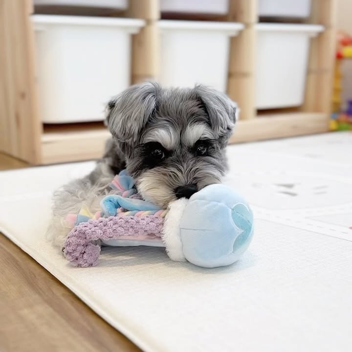 Instagram post by @tino_0623 for Doggy Box. Caption reads: .
.
⁡
6月のDoggy Boxが届いたよ🎁✨
@doggybox_jp....