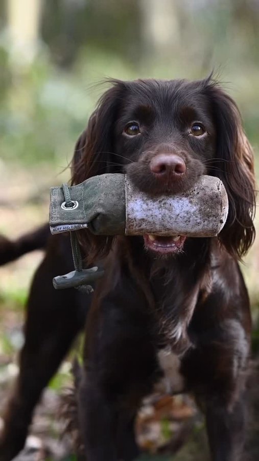 Instagram post by @thorpecreekspaniels for Ruff and Tumble. Caption reads: Spring is slowly creeping in, though the weather....
