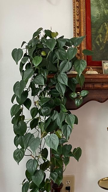 Instagram post by @hannahlyter for Rosy Soil. Caption reads: [...] best for her, so I repotted her with....