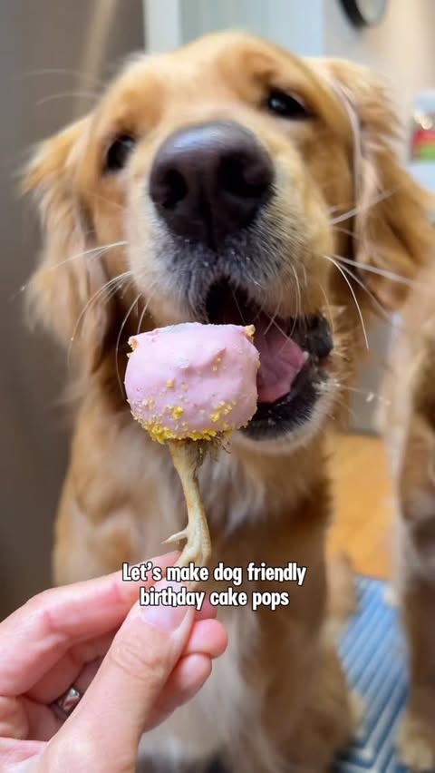 Instagram post by @itsatlasthegolden for Open Farm Pet. Caption reads: [...] Look no further ⬇️ Ingredients: 🤎....