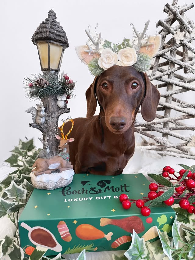 Instagram post by @frankie_dachshund03 for Pooch and Mutt. Caption reads: Have you got your Xmas yummies from @poochandmutt....
