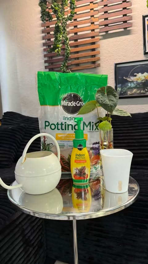 Instagram post by @trinitytropicals for Miracle-Gro. Caption reads: [...] Click the link in my bio to shop!....