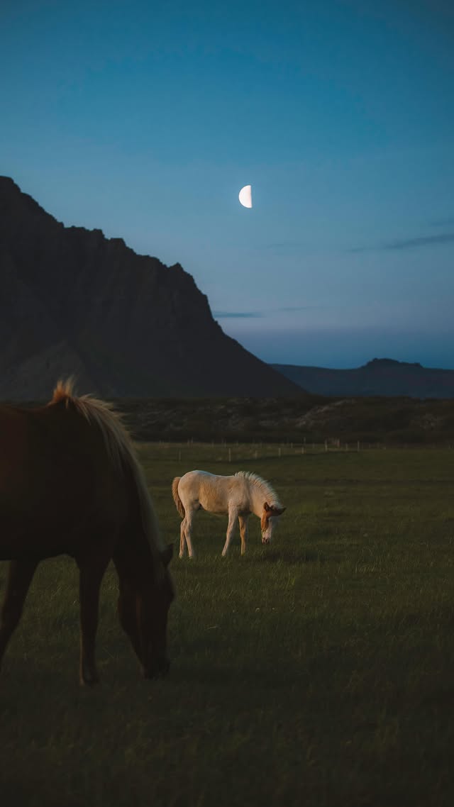 Instagram post by @johnwingfield for Moment. Caption reads: [...] over a field of baby horses. The best....