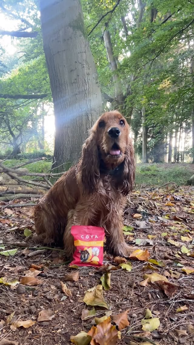 Instagram post by @lets.go.romeo for COYA Pet. Caption reads: Autumn walks 🤝🏻 convenient @coyapet treats ❤️ As....