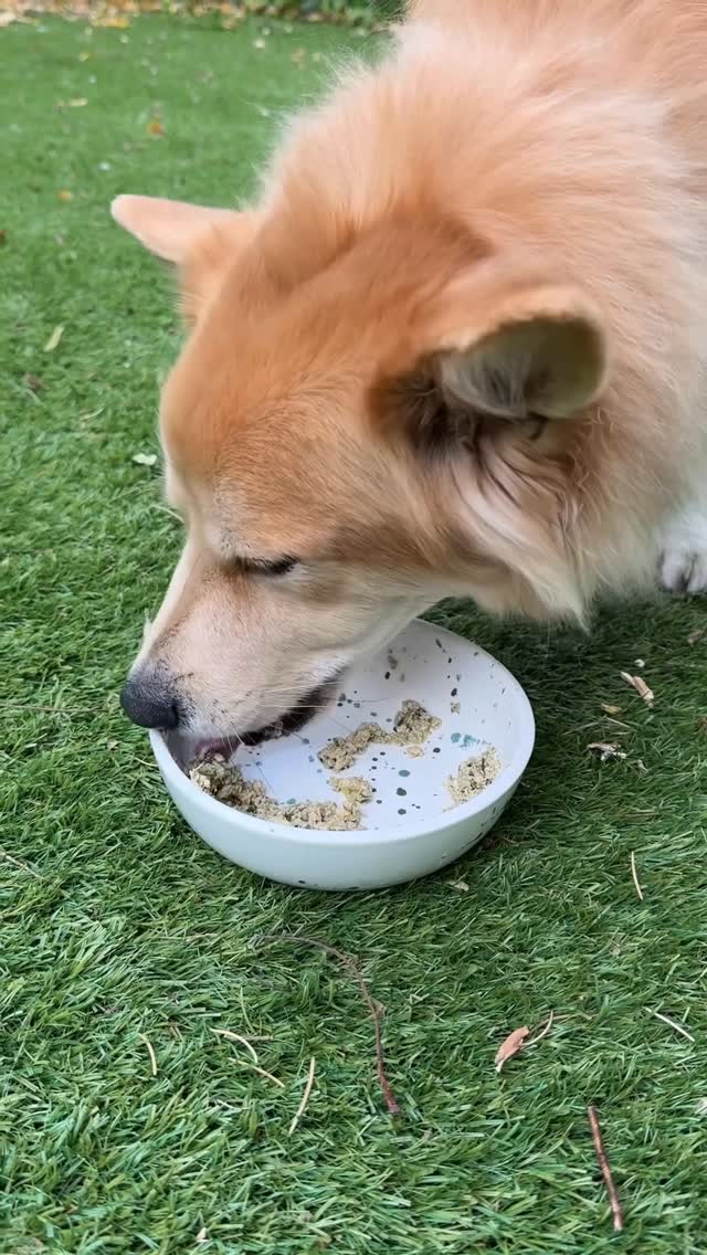 Instagram post by @simonsits for The Farmer's Dog. Caption reads: To show my thanks to my very best friend, I give....