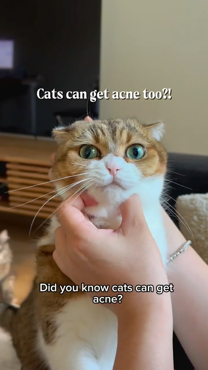 Instagram post by @phoebe.thescottishfold for Vetericyn. Caption reads: [...] Phoebe developed it right on her chin.....