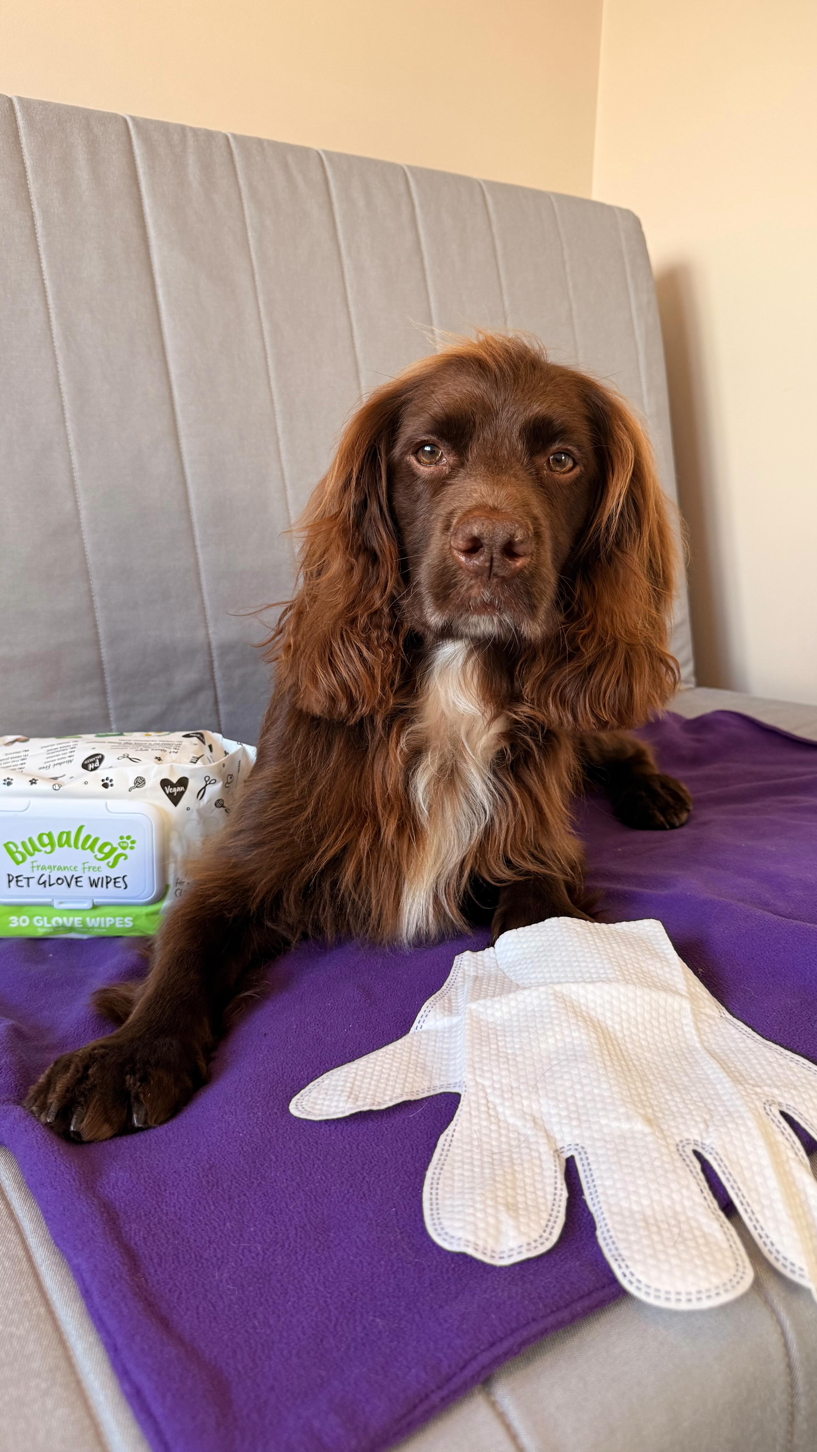 Instagram post by @herbie.werbie for Bugalugs Pet Care. Caption reads: [...] now I have my pet glove wipes from....