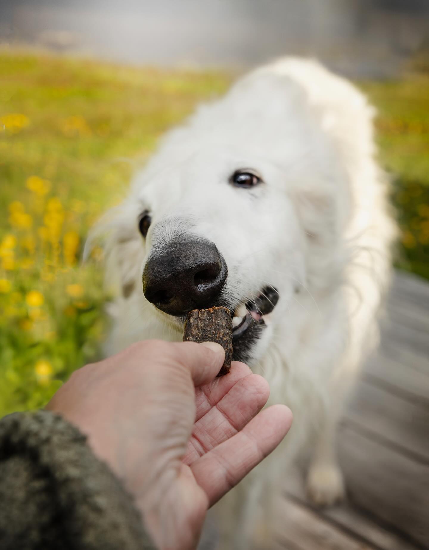 Instagram post by @zarwoe.oligarch for ESSENTIAL FOODS. Caption reads: (Ad) @essentialfoodsofficial 

I just want to....